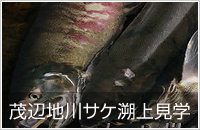 ΕӒnTP㌩w