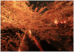 春の道南・桜の名所コース
