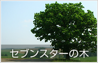 函館出発・夏の富良野、美瑛の旅